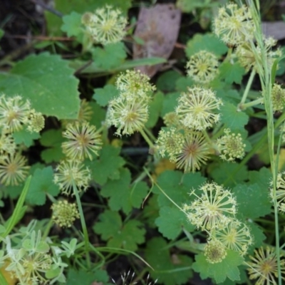 Hydrocotyle laxiflora (Stinking Pennywort) at Black Mountain - 5 Nov 2020 by JackyF