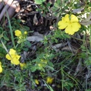 Hibbertia obtusifolia at Downer, ACT - 6 Nov 2020