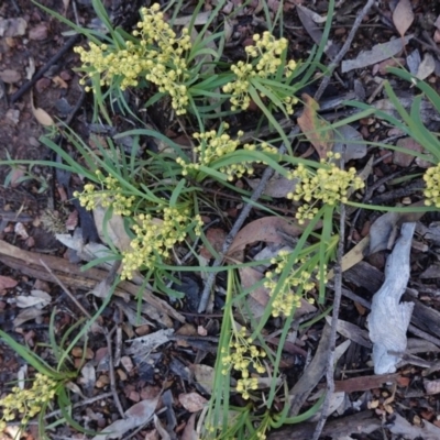 Lomandra filiformis (Wattle Mat-rush) at Black Mountain - 6 Nov 2020 by JackyF