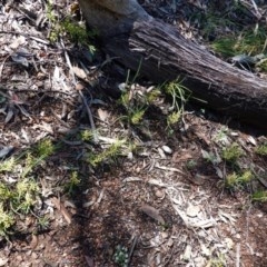 Lomandra filiformis at Downer, ACT - 6 Nov 2020