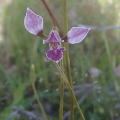 Diuris dendrobioides (Late Mauve Doubletail) by RosemaryRoth