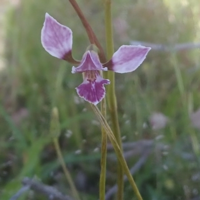Diuris dendrobioides (Late Mauve Doubletail) at Mount Taylor - 6 Nov 2020 by RosemaryRoth