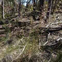 Rytidosperma pallidum (Red-anther Wallaby Grass) at Downer, ACT - 6 Nov 2020 by JackyF