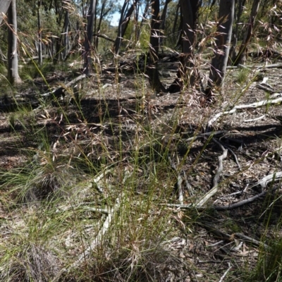Rytidosperma pallidum (Red-anther Wallaby Grass) at Black Mountain - 6 Nov 2020 by JackyF