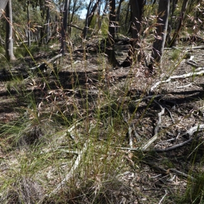 Rytidosperma pallidum (Red-anther Wallaby Grass) at Downer, ACT - 6 Nov 2020 by JackyF