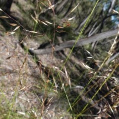 Rytidosperma pallidum at Downer, ACT - 6 Nov 2020