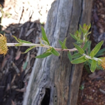 Coronidium oxylepis subsp. lanatum (Woolly Pointed Everlasting) at Black Mountain - 6 Nov 2020 by JackyF