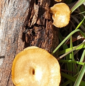 Lentinus arcularius at Cook, ACT - 2 Nov 2020