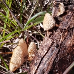 Lentinus arcularius at Cook, ACT - 2 Nov 2020