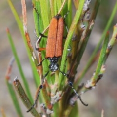 Tritocosmia atricilla (Longhorn or longicorn beetle) at Tianjara, NSW - 6 Nov 2020 by Harrisi