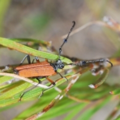 Tritocosmia atricilla at Tianjara, NSW - 6 Nov 2020