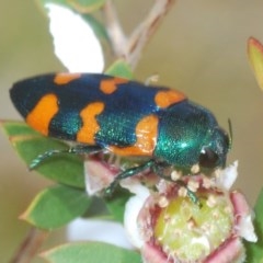 Castiarina kirbyi (Jewel beetle) at Tianjara, NSW - 6 Nov 2020 by Harrisi
