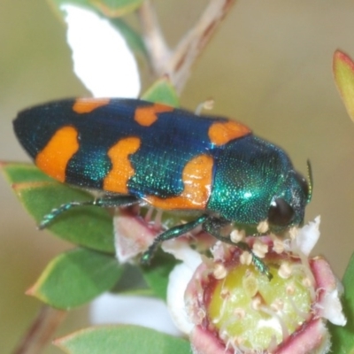 Castiarina kirbyi (Jewel beetle) at Tianjara, NSW - 6 Nov 2020 by Harrisi