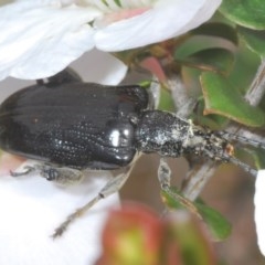 SAGRINAE (A sagrine leaf beetle) at Tianjara, NSW - 6 Nov 2020 by Harrisi