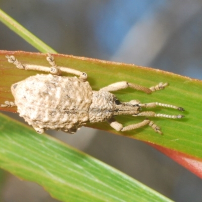 Leptopius sp. (genus) (A weevil) at Tianjara, NSW - 6 Nov 2020 by Harrisi
