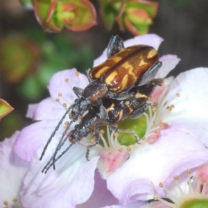 Mecynodera coxalgica at Tianjara, NSW - 6 Nov 2020