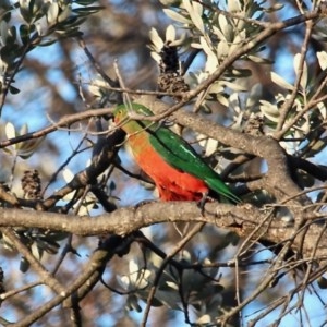 Alisterus scapularis at Bournda Environment Education Centre - 6 Nov 2020 05:47 PM