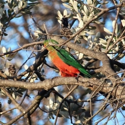 Alisterus scapularis (Australian King-Parrot) at Bournda, NSW - 6 Nov 2020 by RossMannell