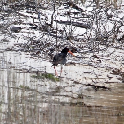 Haematopus longirostris (Australian Pied Oystercatcher) at Bournda National Park - 6 Nov 2020 by RossMannell