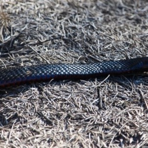 Pseudechis porphyriacus at Bournda Environment Education Centre - 6 Nov 2020