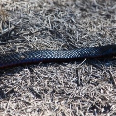 Pseudechis porphyriacus (Red-bellied Black Snake) at Bournda National Park - 6 Nov 2020 by RossMannell
