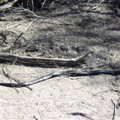 Pseudechis porphyriacus at Bournda Environment Education Centre - 6 Nov 2020