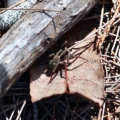 Lycosidae sp. (family) (Unidentified wolf spider) at Bournda National Park - 6 Nov 2020 by RossMannell