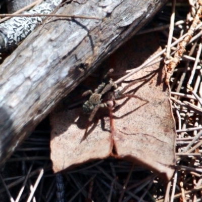 Lycosidae (family) (Unidentified wolf spider) at Bournda National Park - 6 Nov 2020 by RossMannell
