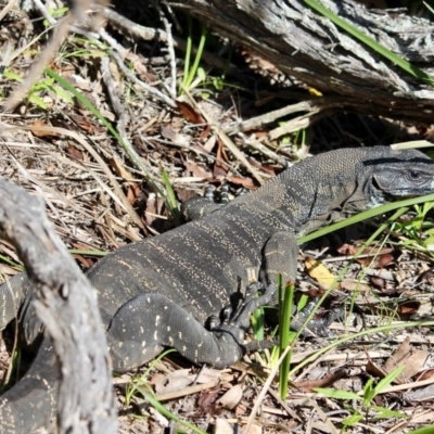 Varanus varius (Lace Monitor) at Bournda National Park - 6 Nov 2020 by RossMannell