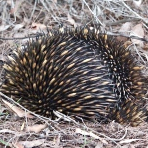 Tachyglossus aculeatus at Bournda, NSW - 6 Nov 2020 06:10 PM