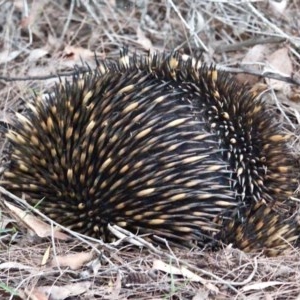 Tachyglossus aculeatus at Bournda, NSW - 6 Nov 2020