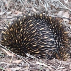 Tachyglossus aculeatus (Short-beaked Echidna) at Bournda, NSW - 6 Nov 2020 by RossMannell