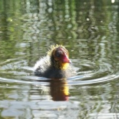 Fulica atra (Eurasian Coot) at Forde, ACT - 6 Nov 2020 by TrishGungahlin