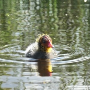 Fulica atra at Forde, ACT - 6 Nov 2020