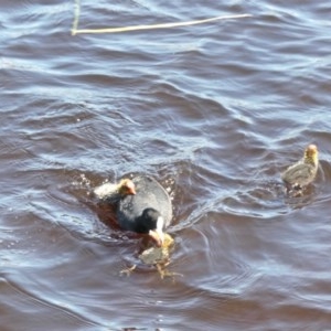 Fulica atra at Forde, ACT - 4 Nov 2020