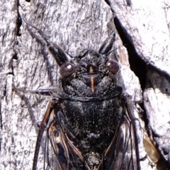 Pauropsalta mneme (Alarm Clock Squawker) at Black Mountain - 7 Nov 2020 by Kurt