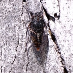 Pauropsalta mneme at Downer, ACT - 7 Nov 2020 01:56 PM