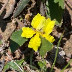Goodenia hederacea (Ivy Goodenia) at Farrer, ACT - 3 Nov 2020 by Shazw
