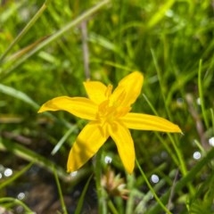Hypoxis hygrometrica (Golden Weather-grass) at Farrer, ACT - 3 Nov 2020 by Shazw