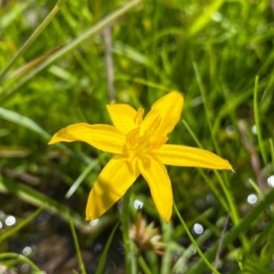 Hypoxis hygrometrica at Farrer, ACT - 3 Nov 2020 12:48 PM