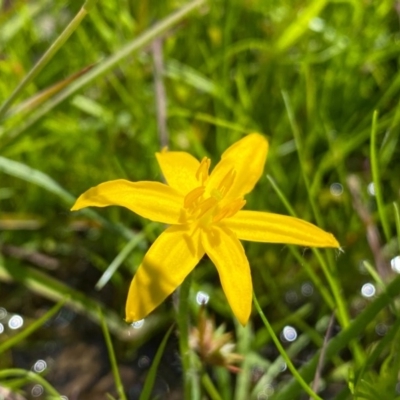 Hypoxis hygrometrica (Golden Weather-grass) at Farrer, ACT - 3 Nov 2020 by Shazw