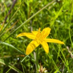 Hypoxis hygrometrica at Farrer, ACT - 3 Nov 2020 12:48 PM