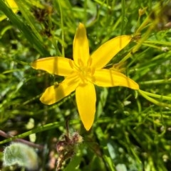 Hypoxis hygrometrica at Farrer, ACT - 3 Nov 2020 12:48 PM