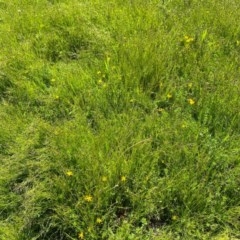 Hypoxis hygrometrica at Farrer, ACT - 3 Nov 2020 12:48 PM