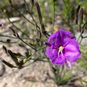 Thysanotus tuberosus subsp. tuberosus at Theodore, ACT - 7 Nov 2020 12:20 PM