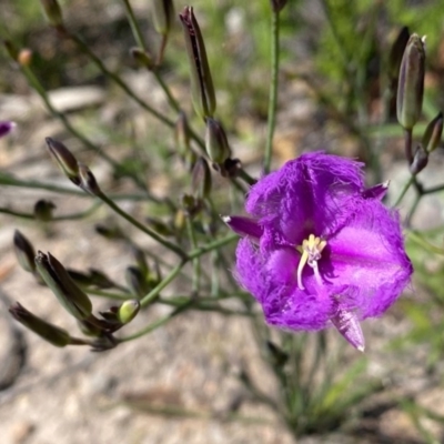 Thysanotus tuberosus subsp. tuberosus (Common Fringe-lily) at Tuggeranong Hill - 7 Nov 2020 by Shazw