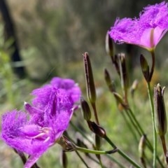 Thysanotus tuberosus subsp. tuberosus at Theodore, ACT - 7 Nov 2020 12:20 PM