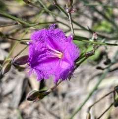 Thysanotus tuberosus subsp. tuberosus at Theodore, ACT - 7 Nov 2020