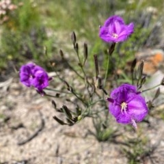 Thysanotus tuberosus subsp. tuberosus at Theodore, ACT - 7 Nov 2020 12:20 PM