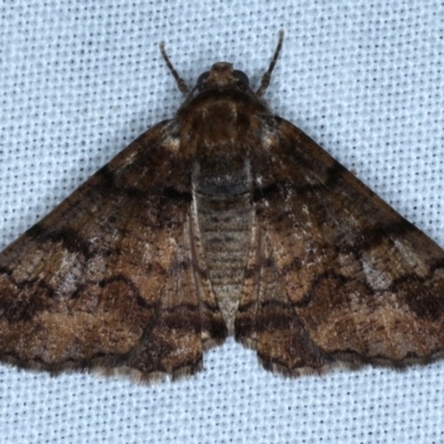 Cryphaea xylina (Woodland Geometrid) at Goorooyarroo NR (ACT) - 6 Nov 2020 by jb2602